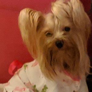 Meet your Posher, Diane.  My precious Yorkie Lucy